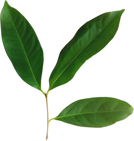 Bay leaf