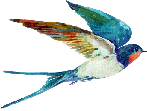 Bird Swallow Watercolor Illustration
