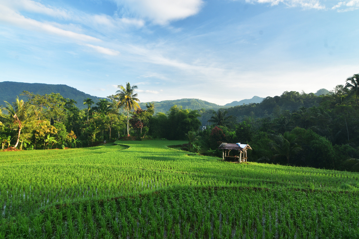 Rice Farm